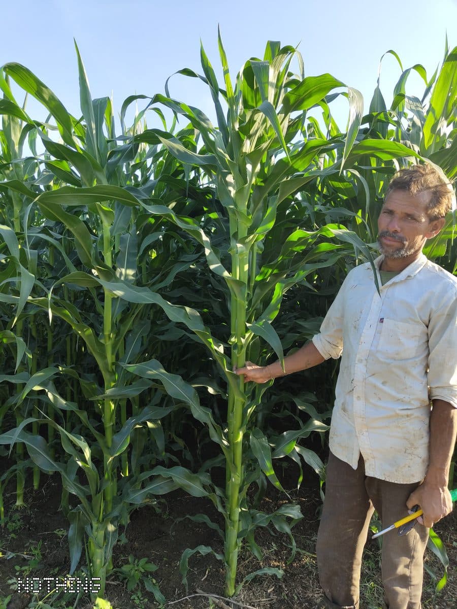High-Yield Corn Harvest