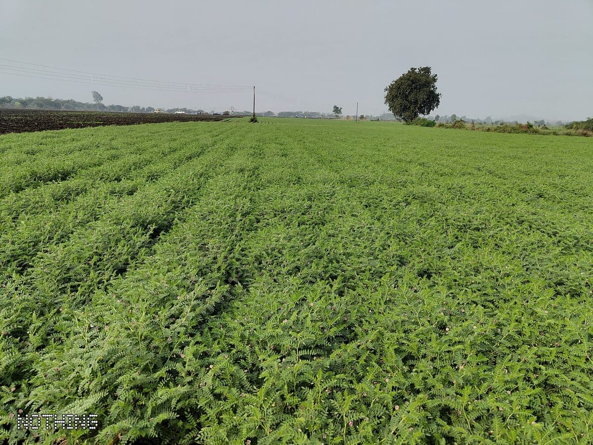Golden Mustard Field in Melghat